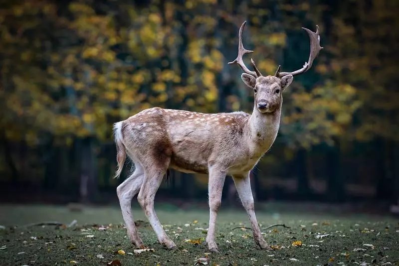 Uważaj na leśne zwierzęta na drodze w Tychach!